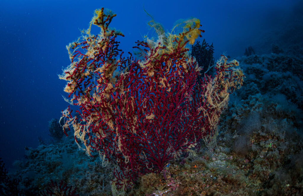 crisi climatica - nwella foto un corallo rosso della specie gorgonia