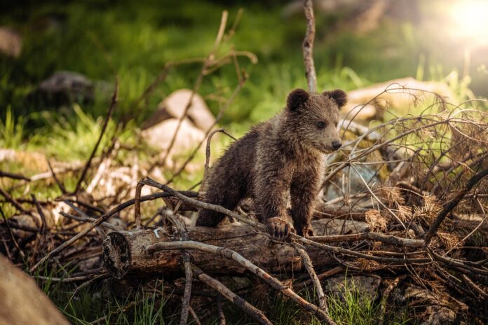orsi trovati morti in Trentino, nella foto un cucciolo d'orso bruno cammina tra i rami spezzati nel bosco