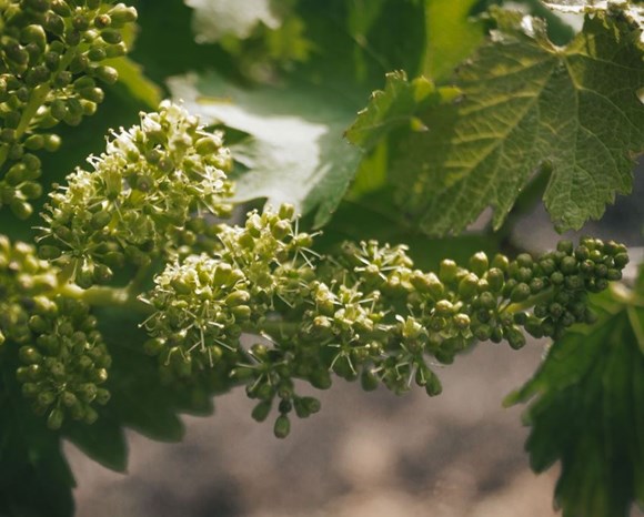 Viticoltura in  Sicilia - un primo piano di una vite che sta maturando gli acini di un grappolo