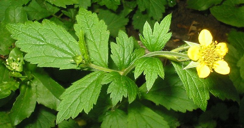 fiori gialli di pugnolo su sfondo foglie verdissime