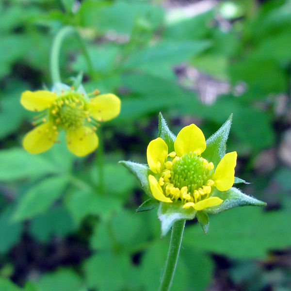 corolle di petali di geum