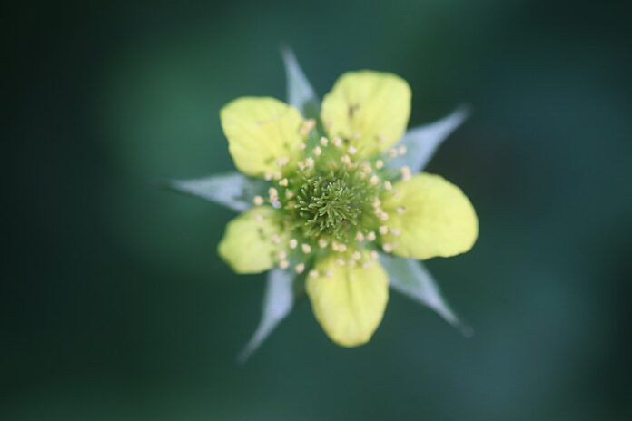 fiore dell'erba il geum giallo su sfondo verde
