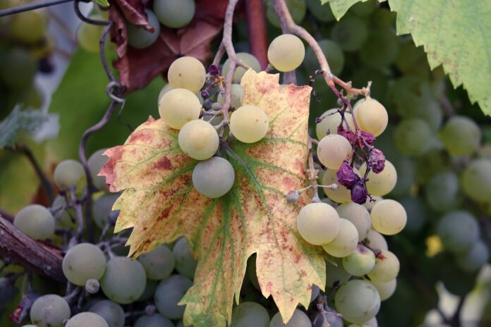 primo piano di un grappolo d'uva appoggiato a una foglia di vite