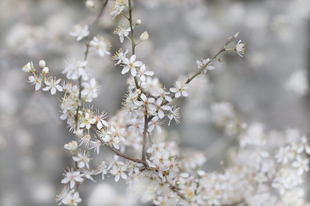 rami fioriti con fiori bianchi e apertissimi cdi prugnoli in distesa