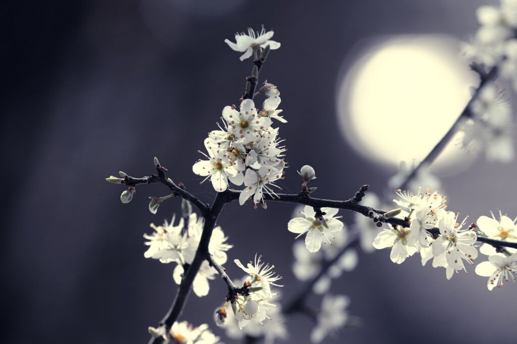 fiori bianchissimi di prugnolo sotto la luna