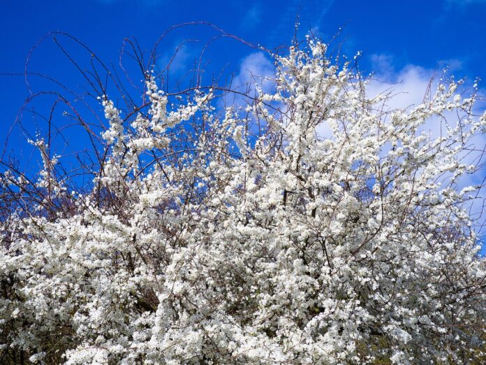 pianta di prugnolo fiorita sotto un cielo azzzurrissimo con piccoli fiori bianchi