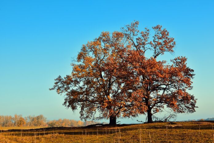 una quercia in mezzo a una radura con cielo azzurro