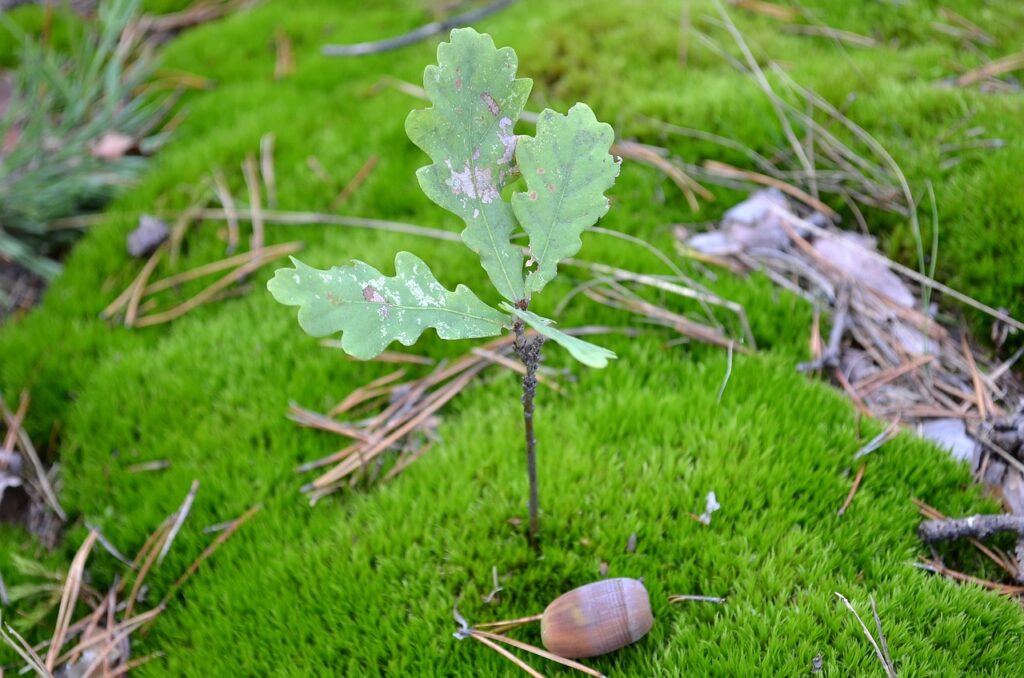 rametto di quercia