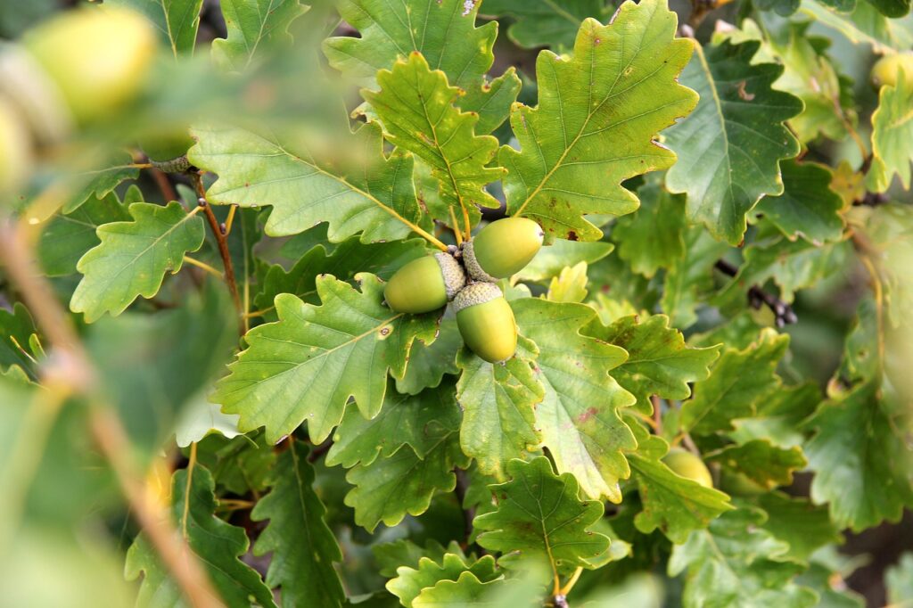 piccoli frutti della quercia