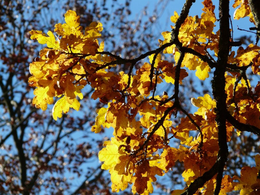 foglie di quercia autunnali