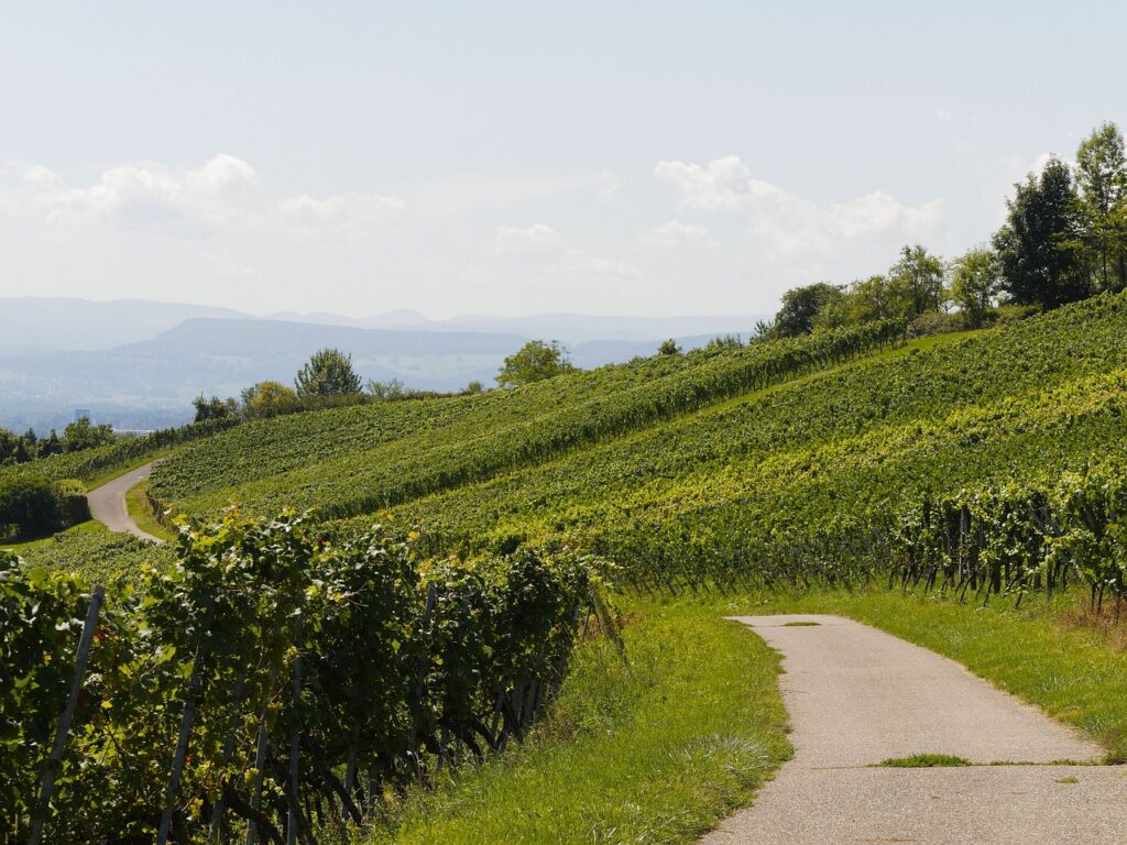 Sicilia - una collina coltivata a vigneto