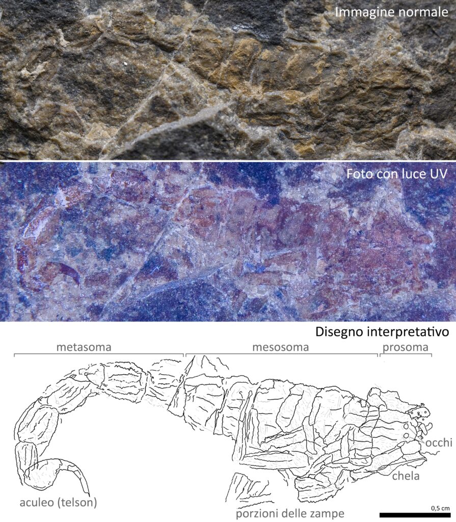 fossile di scorpione - 