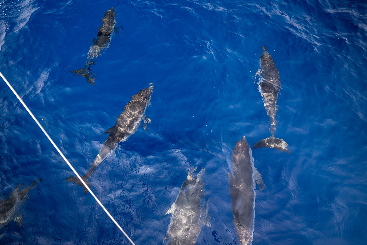 avvistamento - cetacei in mare