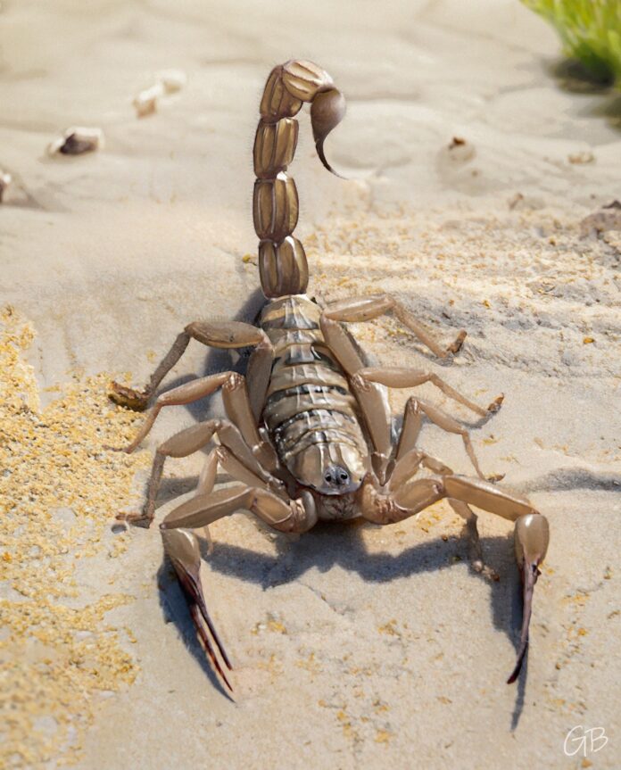 uno scorpione nella sabbia con la coda all'insu