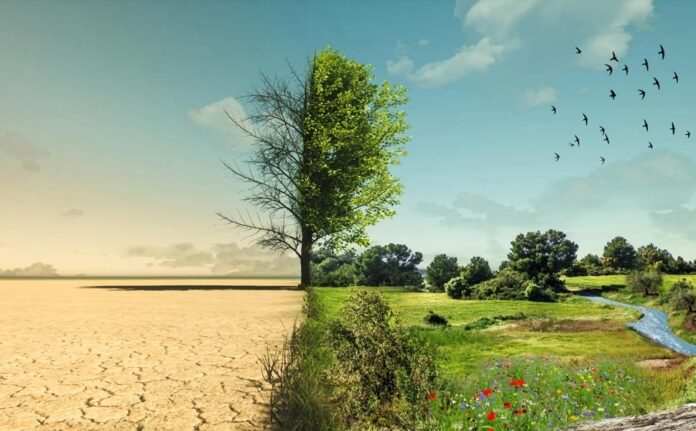 Nature Restoration low - una foto dove c'è un albero in un campo metà albero e campo sono completamente aridi e secchi e l'altra metà versdi e rigogliosi