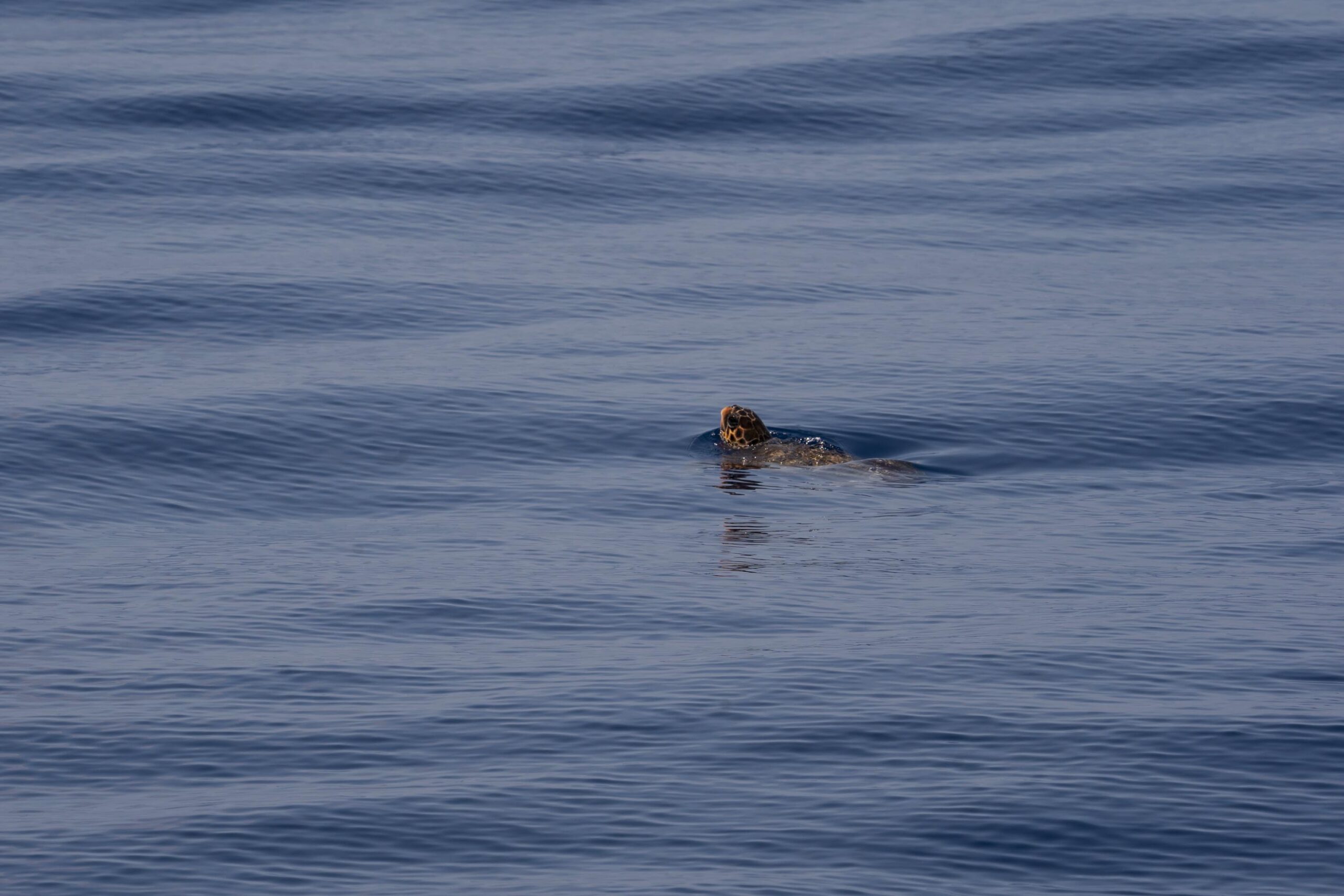 avvistamento di una tartaruga in mare