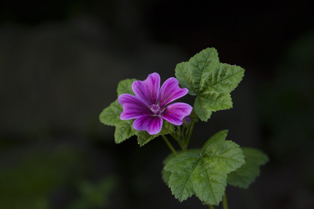 fiore su fondo nero con foglie verdi