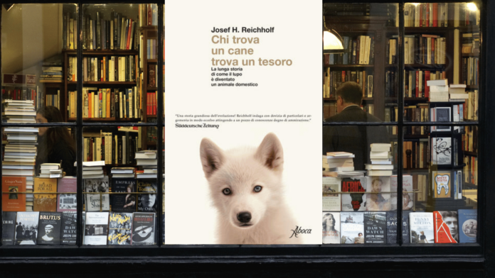 copertina libro chi trova un cane trova un tesoro in una vetrina di libreria