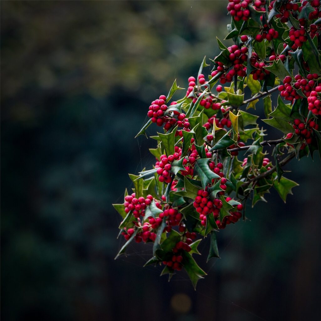 suggestivo ramo frondato con tantissime bacche invernali rosse di agrifoglio