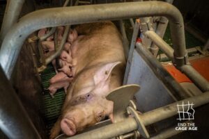 carne in vitro - nella foto un maialino in sofferente stato di cattività in un allevamento