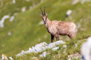 sentieri di montagna e un camoscio appenninico