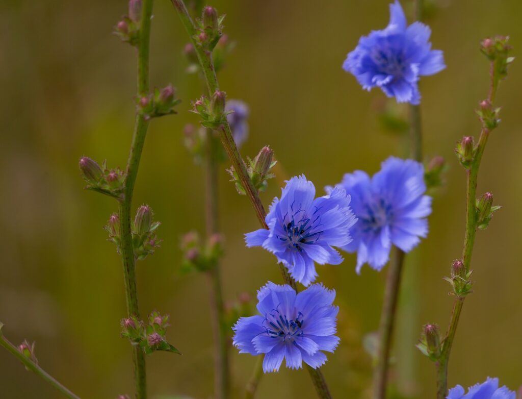 primo piano su fondo marrone di fiori azzurri di cicoria