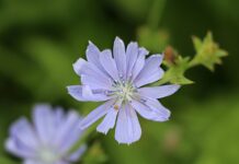 fiore di cicoria primo piano azzurro pallido