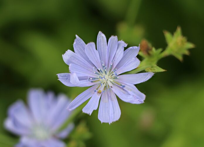 fiore di cicoria primo piano azzurro pallido