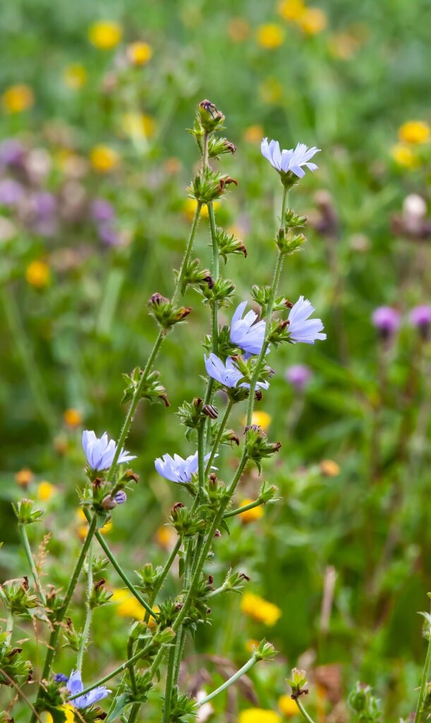 prato con fiori di campo e cicoria