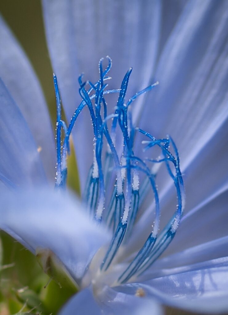 primo piano del fiore azurro con pistilli turchese intenso