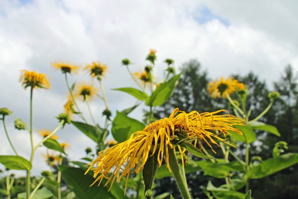 campo pieno di fiori di elenio dagli alti steli verdi simile a un girasole