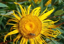fiore sbocciato di elenio giallo
