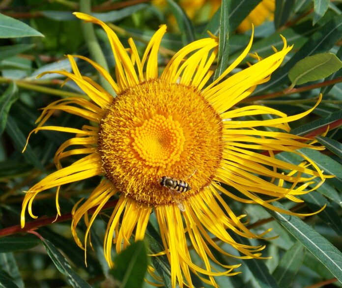 fiore sbocciato di elenio giallo