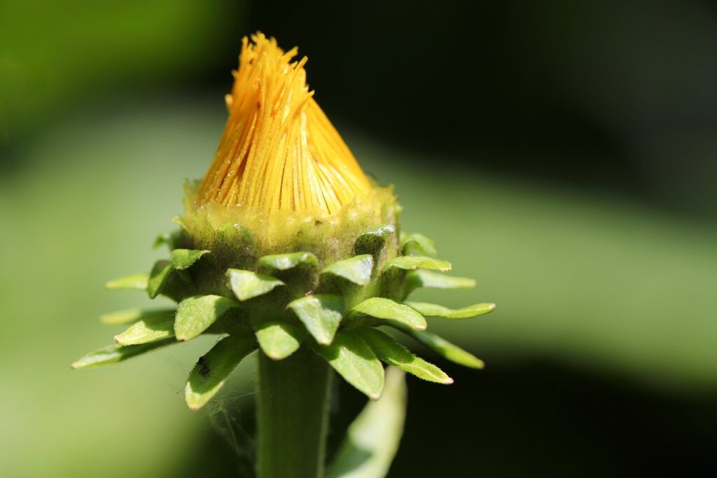 bocciolo dischiuso ma con fiore giallo ancora chiuso