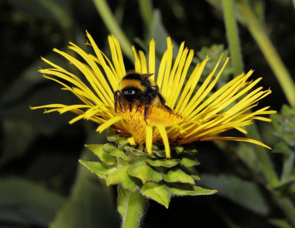 un ape poggiata su un fiore dichiuso