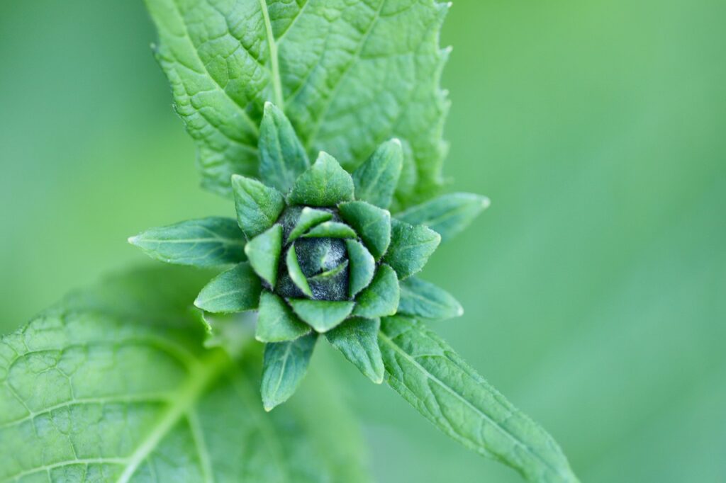 bocciolo verde