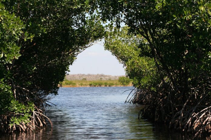 mangrovie che insieme formano un arco di rami e foglie dal quale si vede il fiume