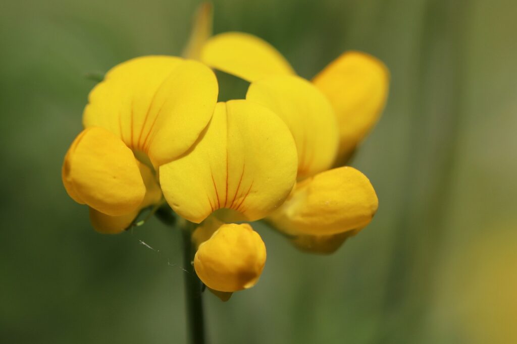 primo piano di fiore giallo del ginestrino in un campo