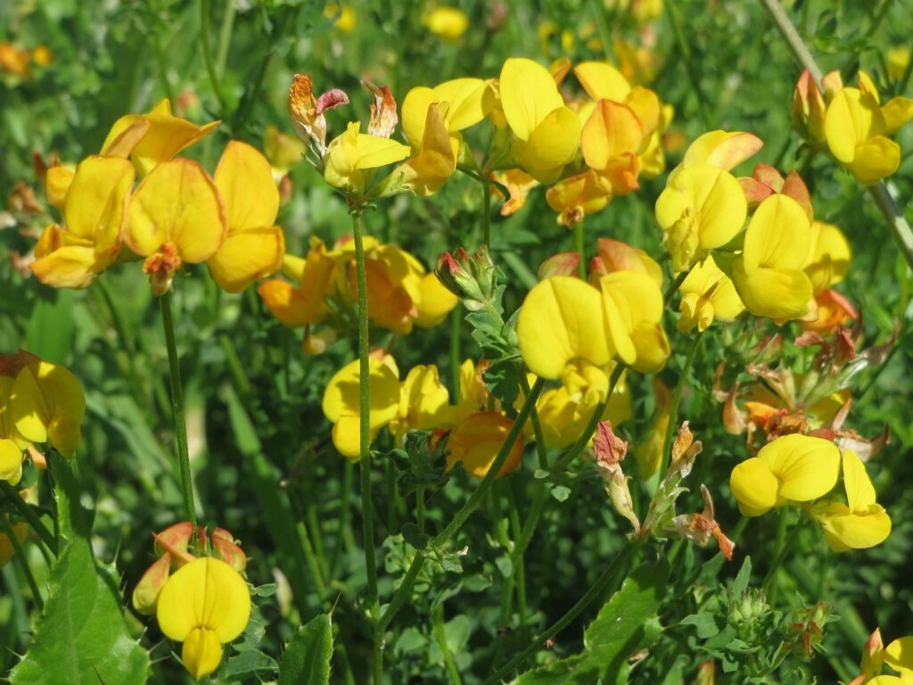 campo di ginestrino giallo