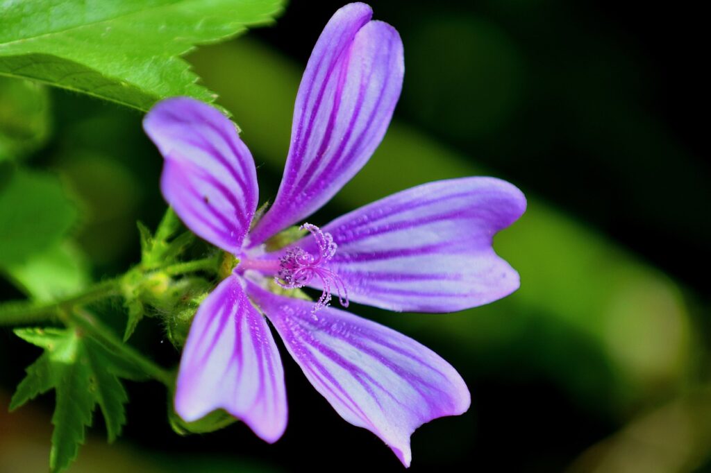 primo piano del fiore lilla di malva