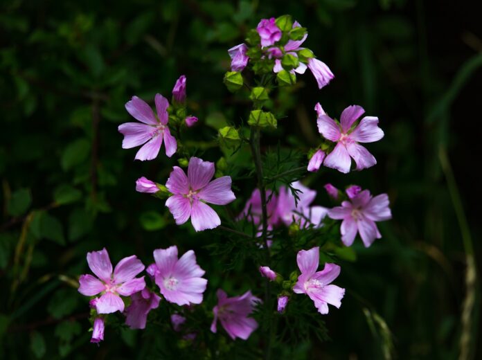 fiori di malva e piante su fondo nero