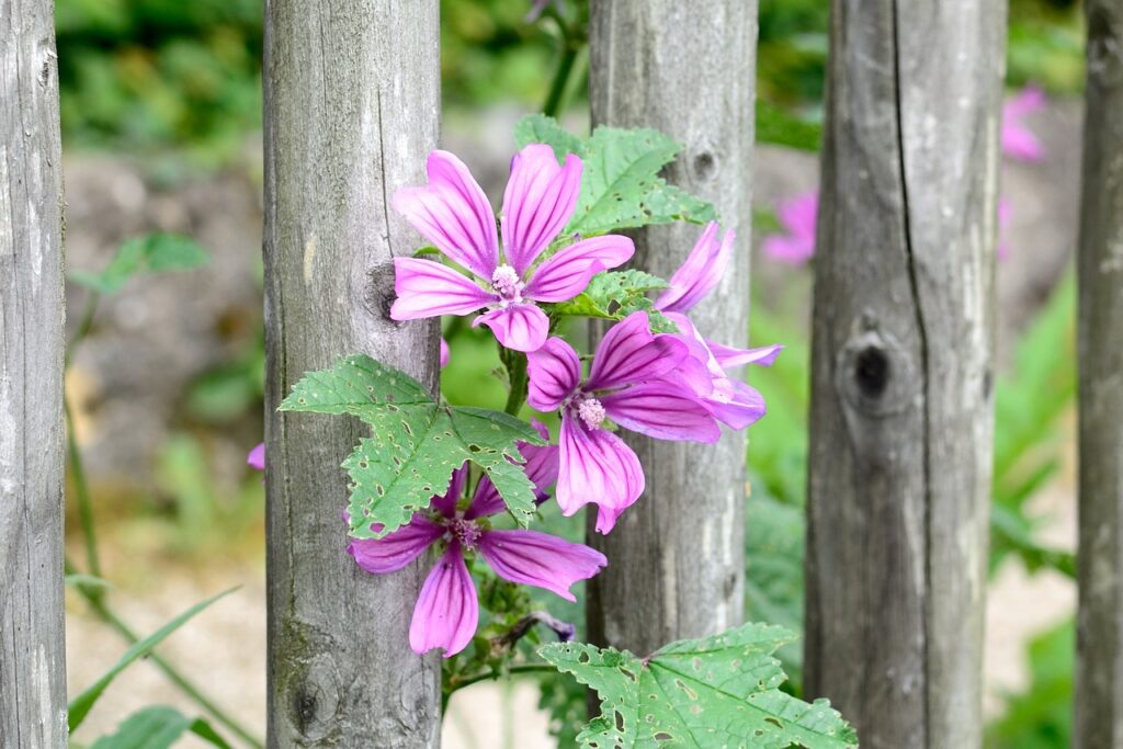 pianta di malva addossatta a tronchi nel bosco