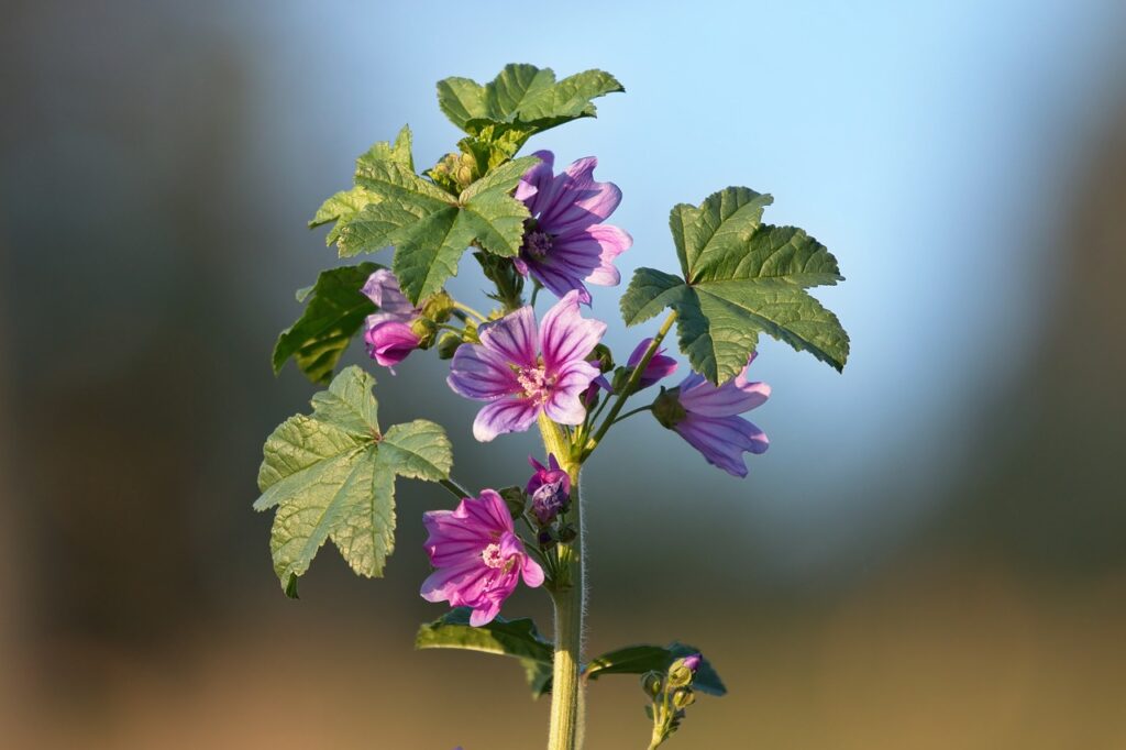 piantina di malva fiorita