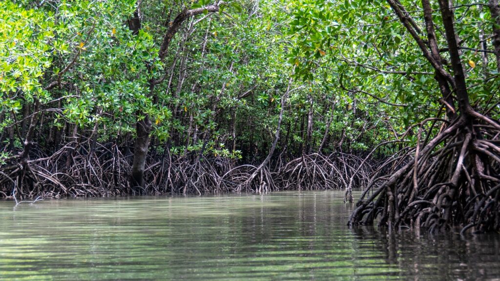 mangrovie in acqua