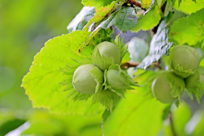 il nocciolo frutti ancora verdi