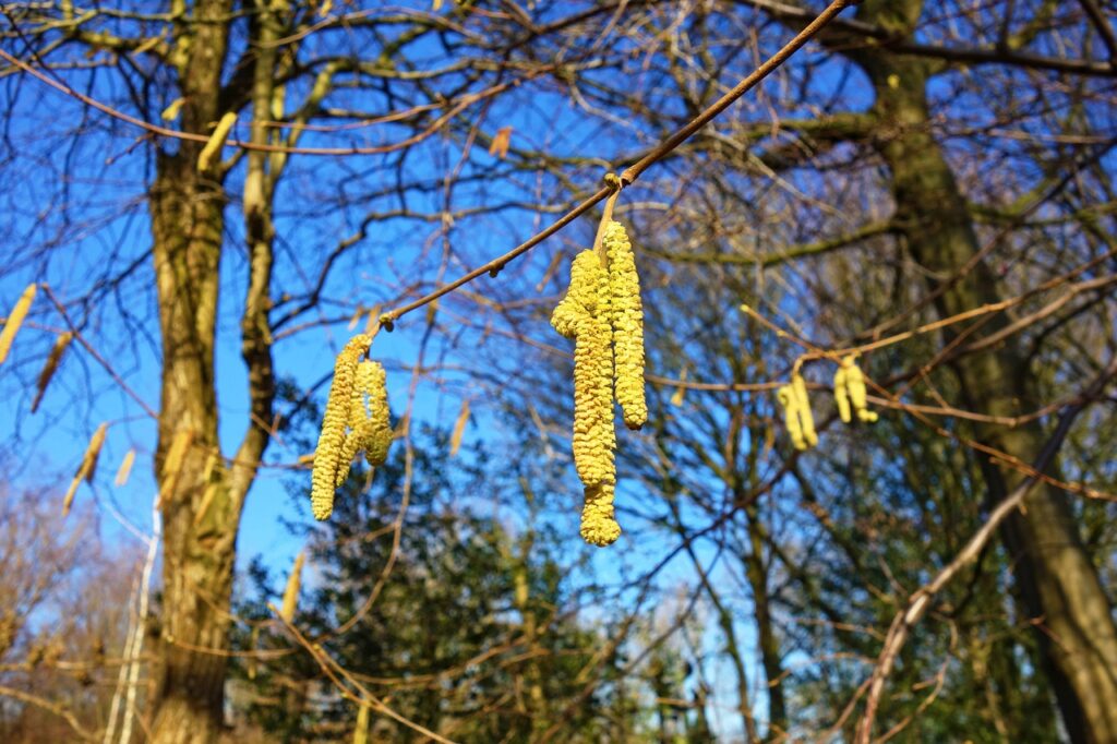 nocciolo fiori maschili pendenti da un ramo nel bosco