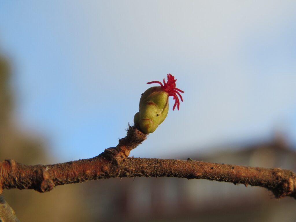 fiore femminile sporgente da un ramo con finale rosso porpora