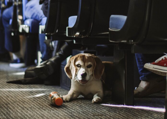 Cani in treno - nella foto un cane bianco e beige, con lunghe orecchie, èaccucciato sul pavimento del vagone di un treno, ha vicino a se una bottiglietta