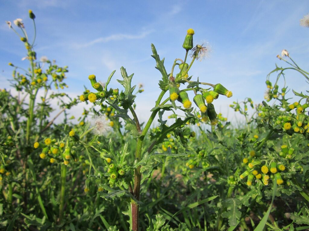 un campo con piante in primo piano sotto un cielo azzurro