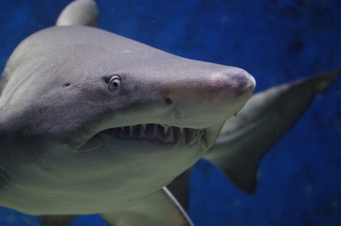 Sqauli in Italia - nella foto il primo piano del muso di un o squalo con denti aguzzi